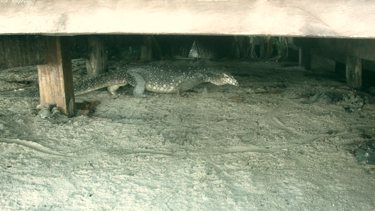 Monitor lizard below a wooden platform on a white sand beach in Coron, Palwan, in the Philippines.