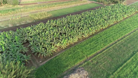 aerial drone shot for the river nile of egypt in cairo surrounded by the green lands of the nile valley beside giza and delta of north egypt
