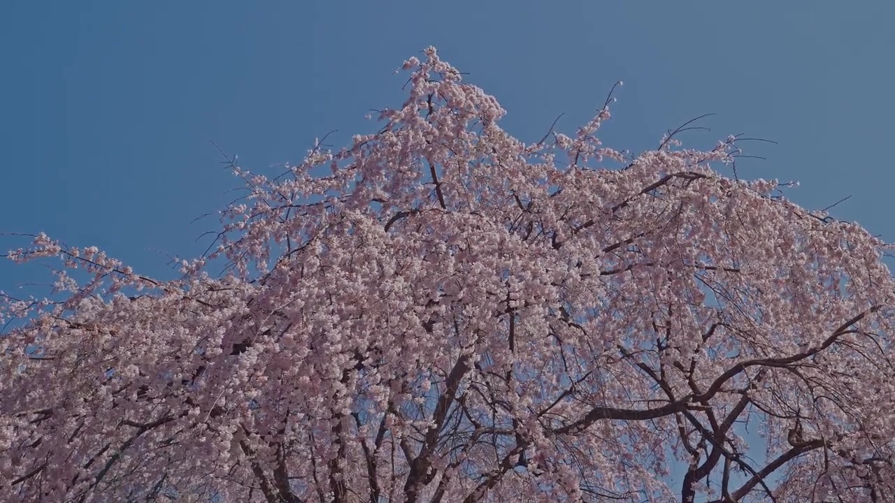 Ripresa dal basso della chioma di un ciliegio piangente rosa che si innalza verso l'alto, con rami ricadenti coperti di fiori, ramoscelli scuri e un cielo blu intenso sullo sfondo