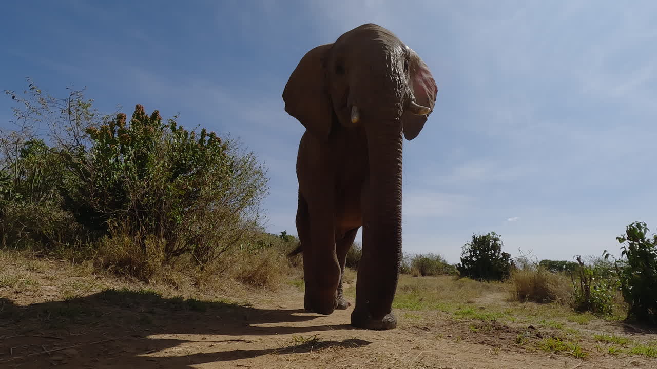 Low wide of African Elephant walking towards and over camera