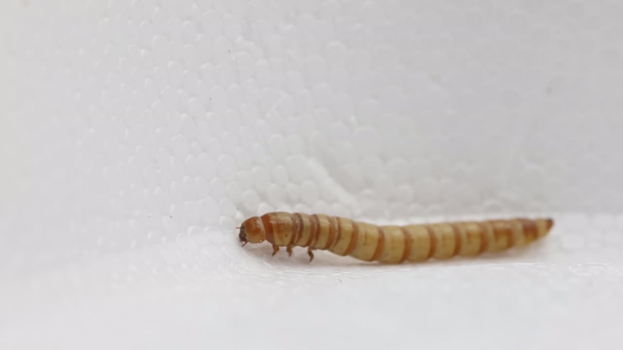 A Zophobas morio or Giant Mealworm standing on a piece polystyrene