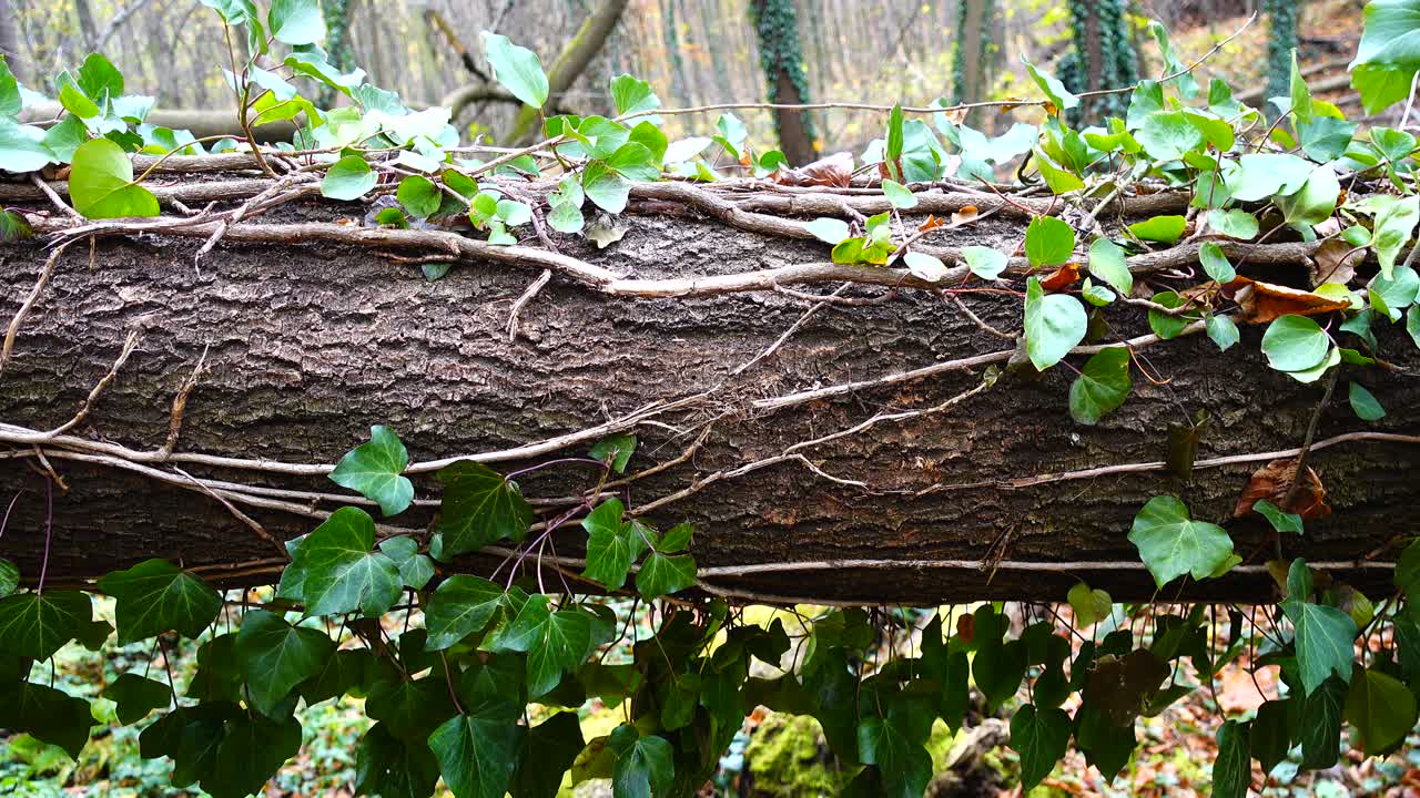 Tree trunk in the woods