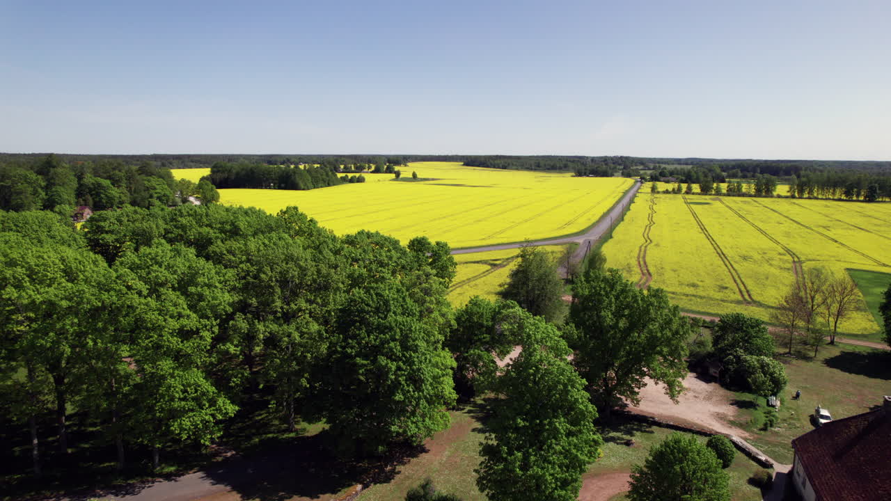Flying past Burtnieku Church tower surrounded by rapeseed field