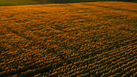 campos de girasol al atardecer, vista aérea de vastas tierras agrícolas doradas en la región rural durante la temporada de verano en moldavia