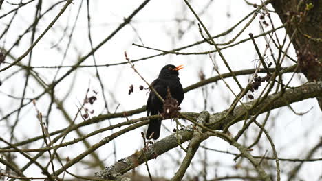 schwarzer thrush-vogel auf dem baum in europa