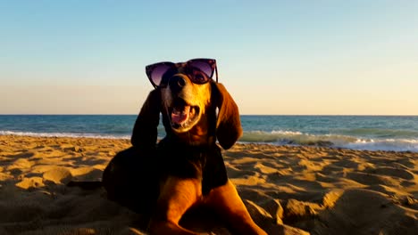 hermoso retrato de un perro de caza con gafas de sol en la playa contra la puesta de sol.