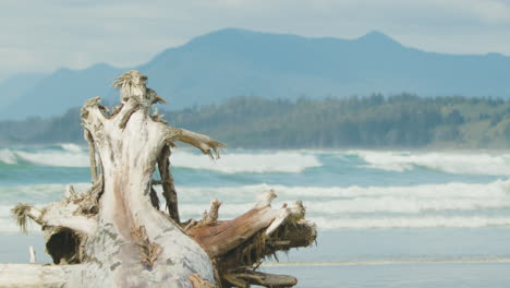 Tronco-De-árbol-Muerto-Madera-A-La-Deriva-Con-Un-Hermoso-Fondo-De-Playa-Salvaje