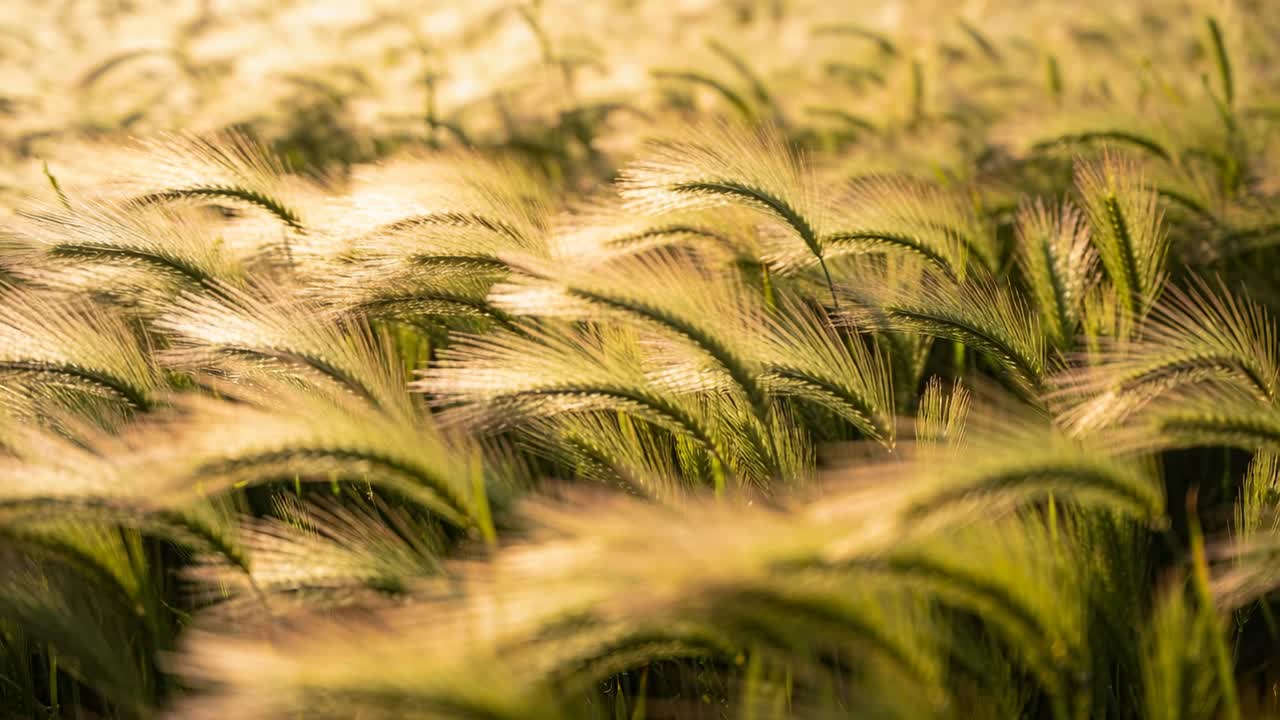 Getreideähren wiegen sich rhythmisch auf dem Feld, Brise erzeugt schimmernde Glanzlichter auf den Grannen.