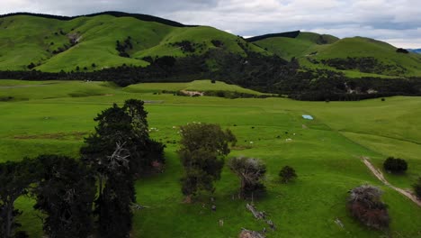 Pastos-Verdes-De-Groenlandia-Con-Ovejas-Y-Vacas,-Campo-De-Nueva-Zelanda---Drone-Aéreo