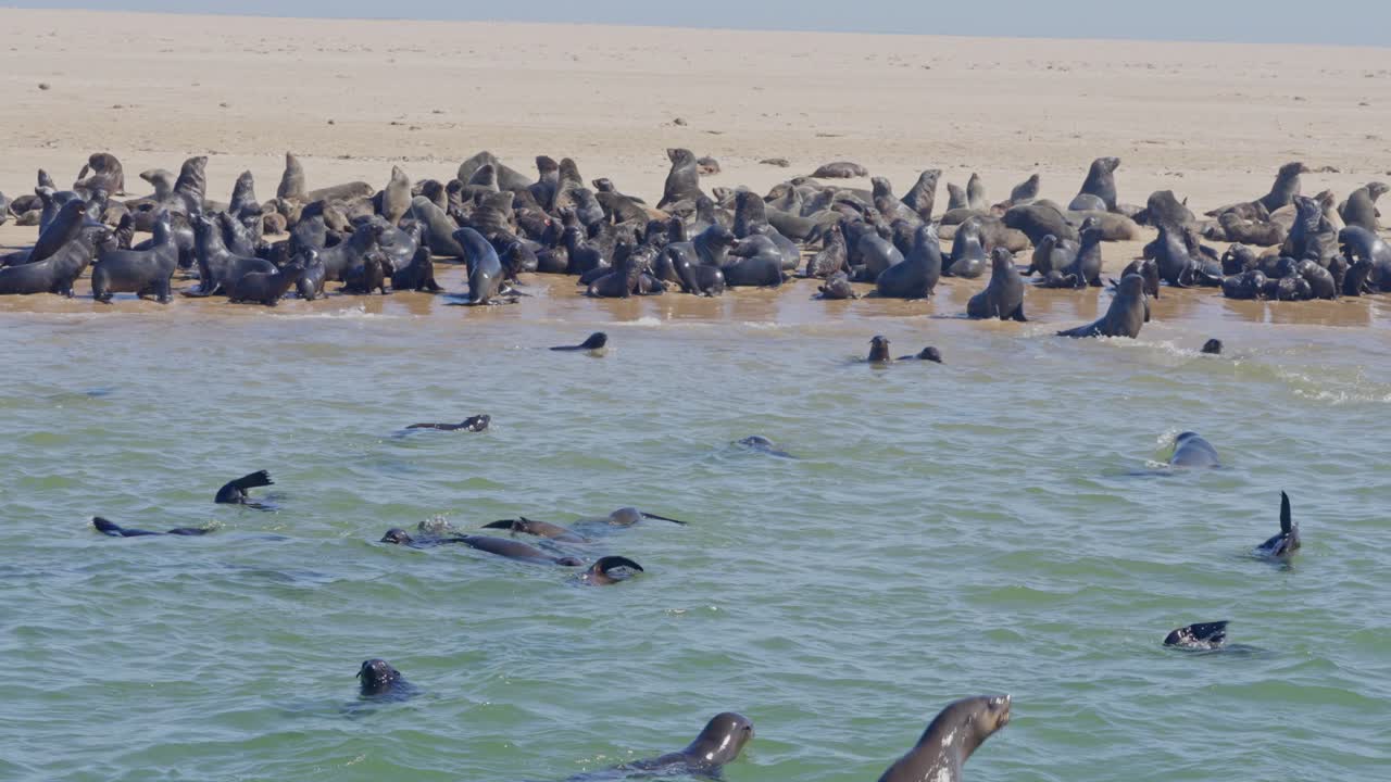 A colony of Cape fur seal (Arctocephalus pusillus), at Walvis Bay Namibia, some resting on the shore and others swimming and diving in the sea.