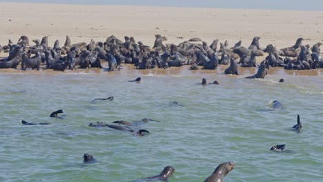 a colony of cape fur seal (arctocephalus pusillus), at walvis bay namibia, some resting on the shore and others swimming and diving in the sea.