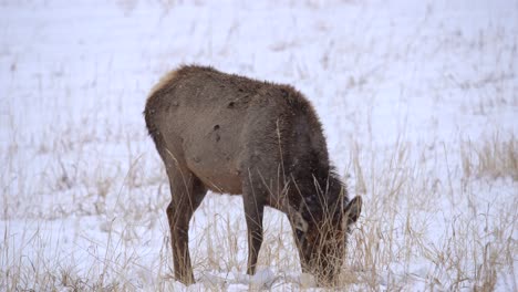 elk grazing in snow covered field