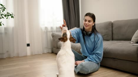 Jack-Russell-Terrier-Führt-Befehle-Des-Besitzers-Aus-Und-Erhält-Drohungen