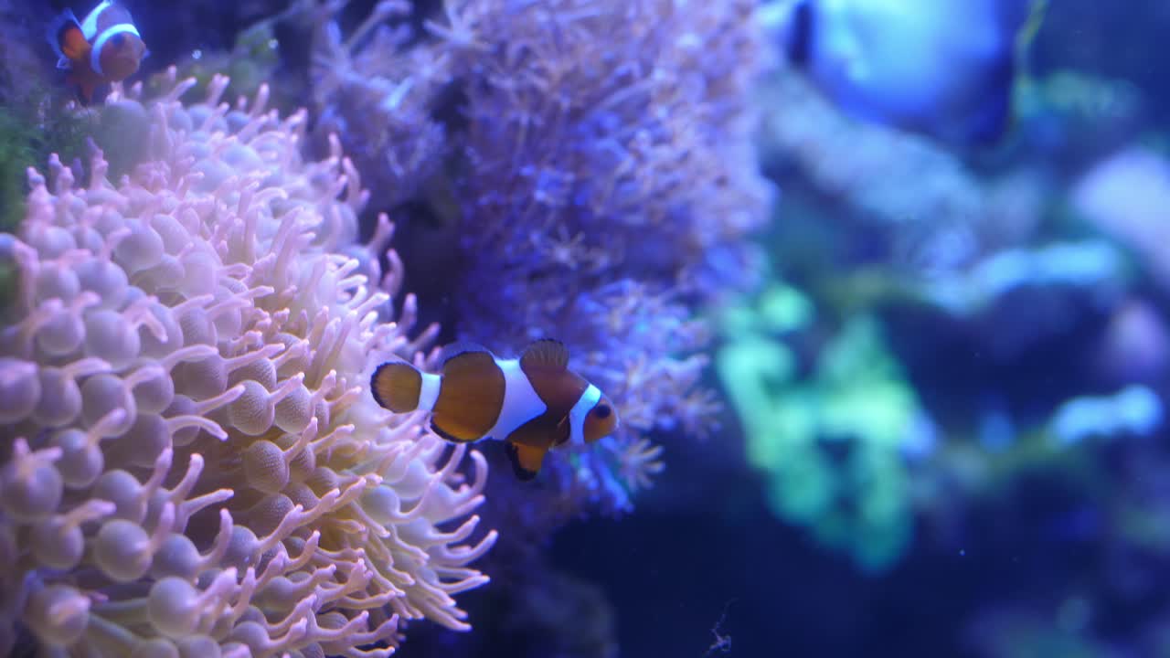 Coppia di pesci pagliaccio che nuotano vicino a un'anemone nella barriera corallina