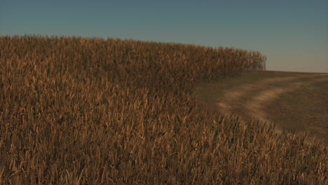 Gold-Wheat-Field-at-Sunset-Landscape