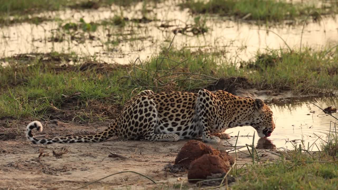 plano general de un leopardo bebiendo en la luz dorada, khwai botswana