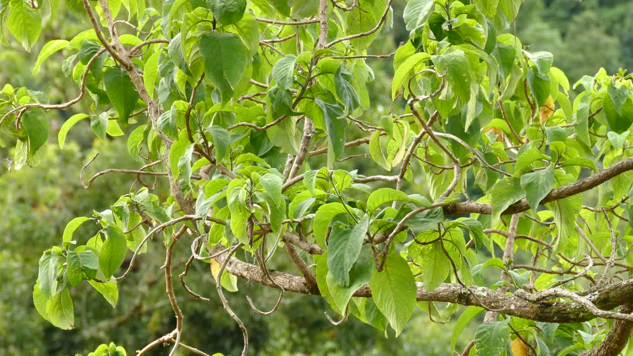 vireo volando entre las frondosas ramas de un árbol en costa rica