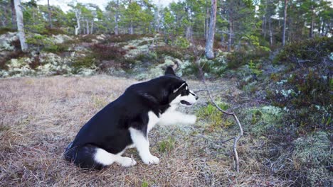 cachorro malamute de alaska jugando y mordiendo ramitas de planta