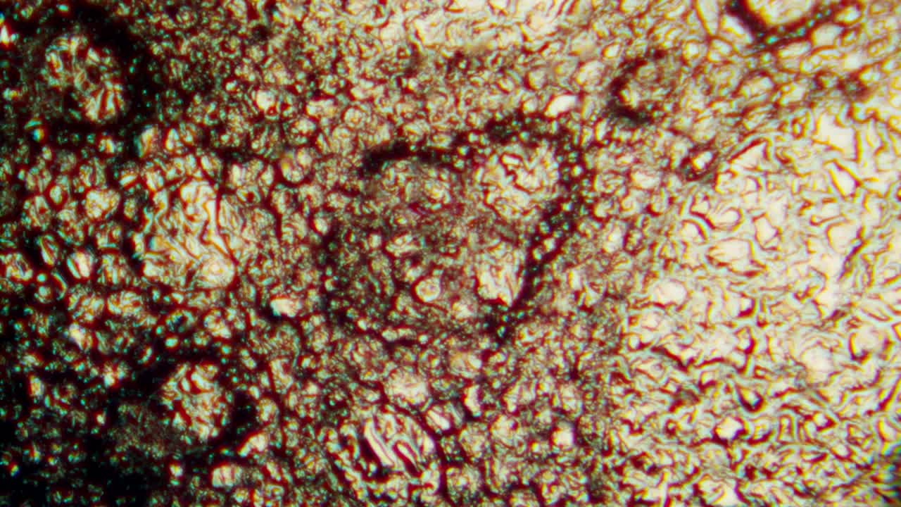 Abstract Microscopic View of Organic Cells and Biological Texture