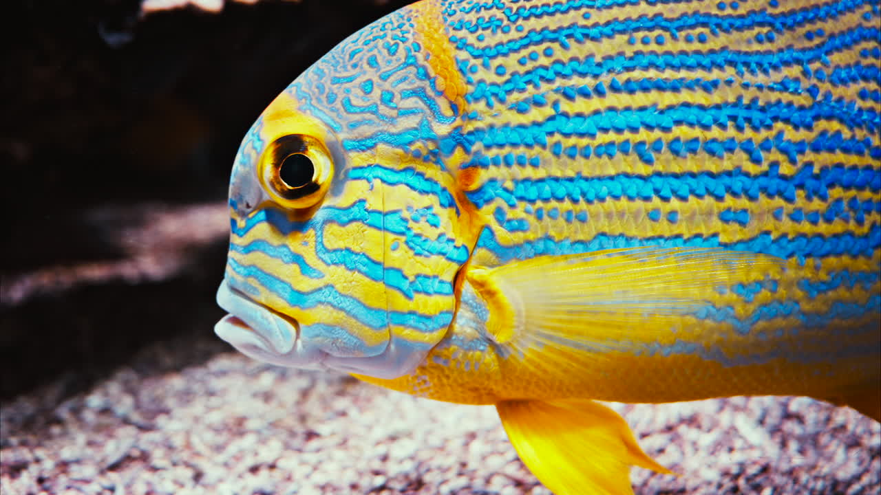 Close up of a sailfin snapper fish swimming near coral reefs