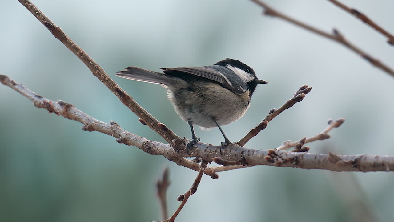 carbonero pájaro picoteando en las ramas sin hojas de un árbol