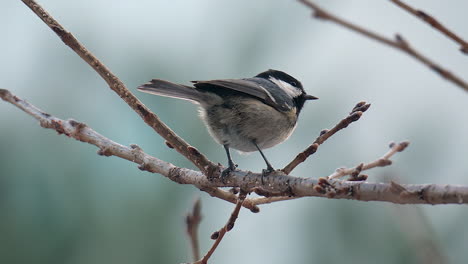 coal tit bird pecking on leafless branches of a tree