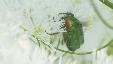 Green rose chafer cetonia aurata eating pollen on flower macro close up