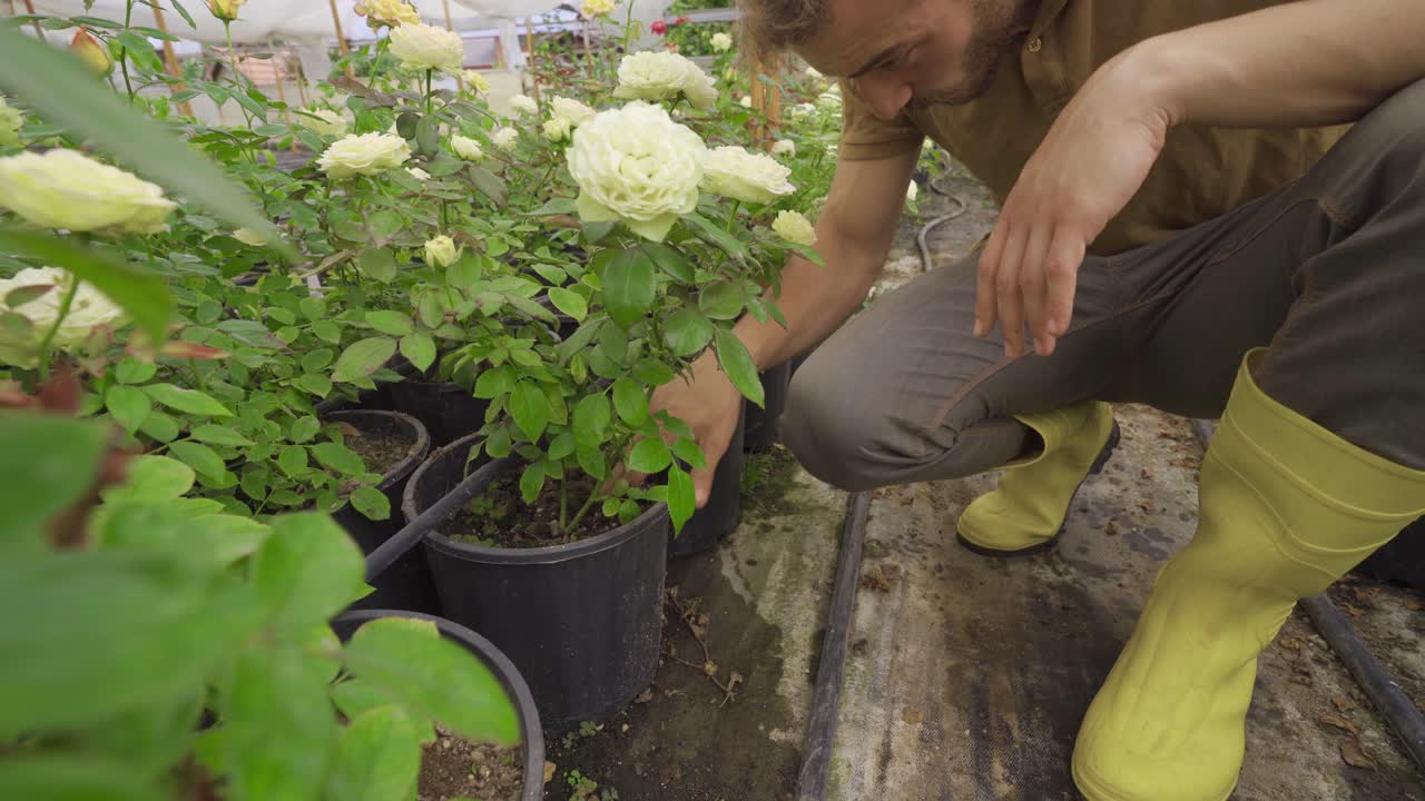 el jardinero cuida las flores en el invernadero.