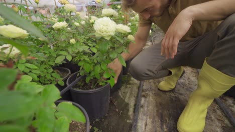 the gardener takes care of the flowers in the greenhouse.