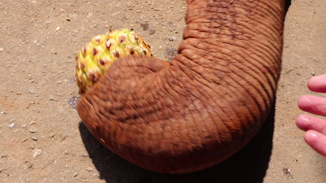 a persons hand offering an elephant trunk a piece of fruit