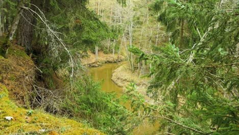 establishing shot of riva river valley in sunny spring day, thick forest of tall evergreen trees, untouched remote location, wide angle handheld shot moving up