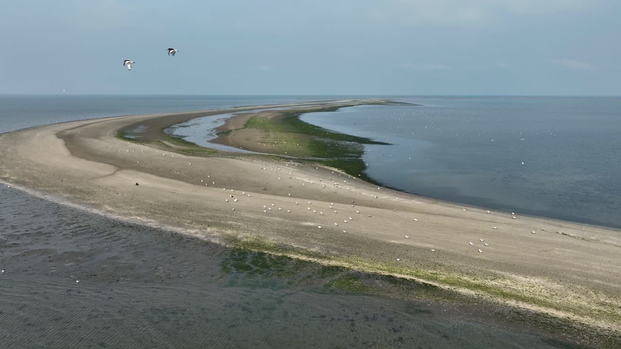 vista aérea de las dunas costeras en un banco de arena repleto de aves marinas - importante ecosistema marino, rockanje, países bajos