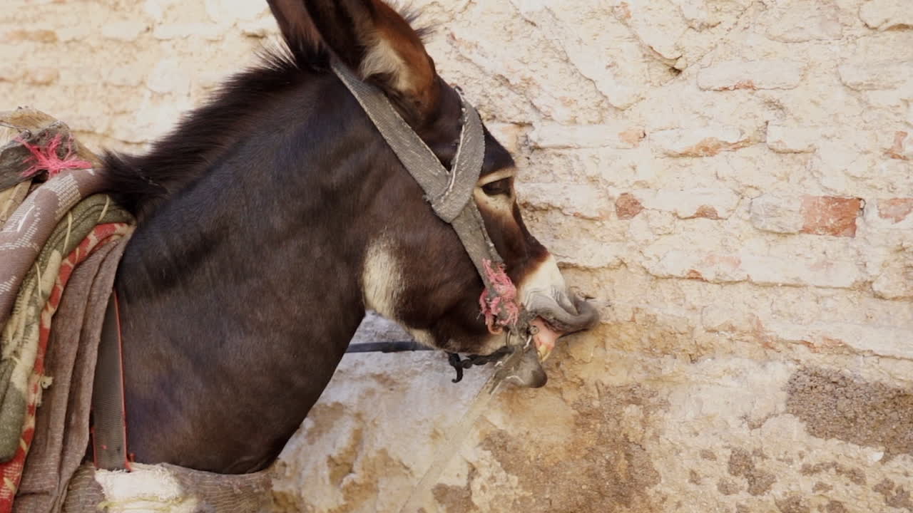 burro doméstico rascándose la boca en la pared de piedra en la calle de marrakech, marruecos
