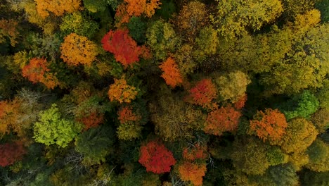 Colorful-seasonal-forests-and-bog-lake-in-autumn-time-aerial-footage