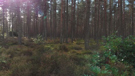 Dolly-shot-of-pine-forest-with-sun-shining-through-the-trees-creating-lens-flares