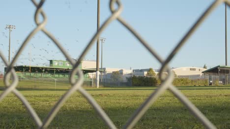 flock of birds on quiet football field, sports complex