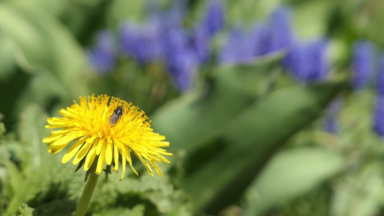 Insect pollinating yellow dandelion flower and flying away, happy summer flower detail, close up