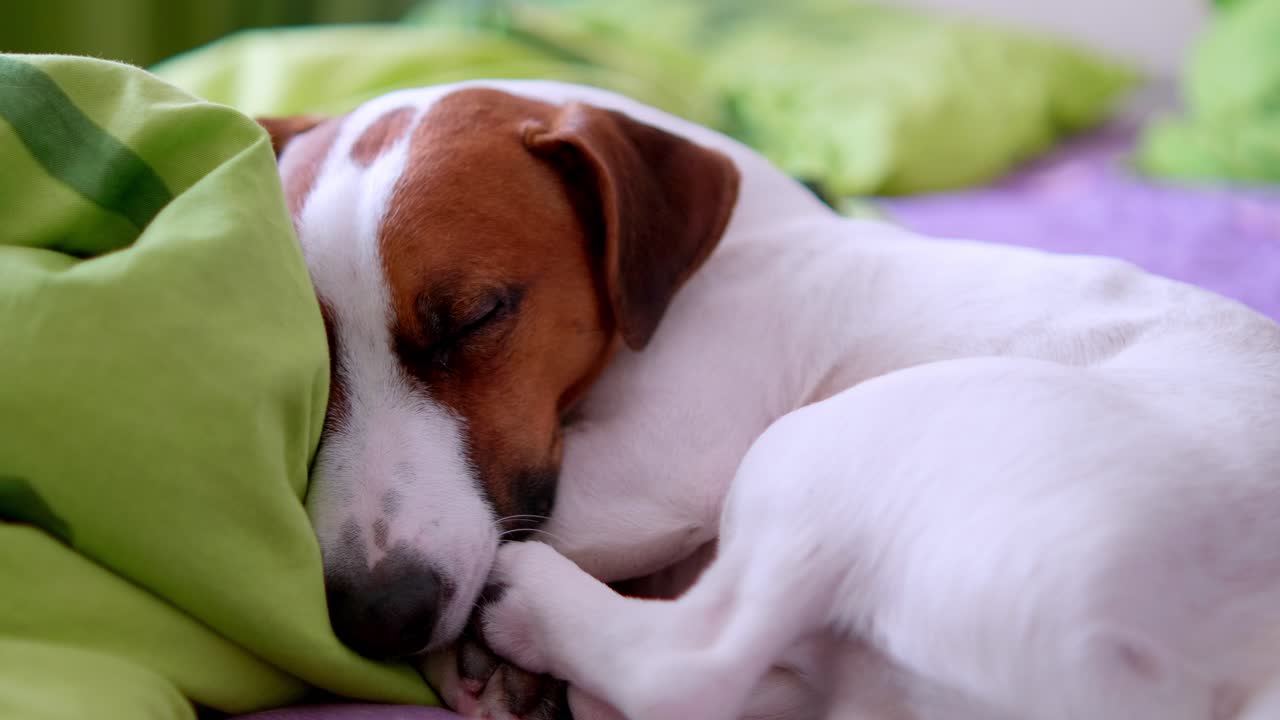 A dog lies peacefully on a colorful blanket. It rests on soft pillows while sleeping. The light in the room reflects a warm atmosphere as the dog dreams quietly