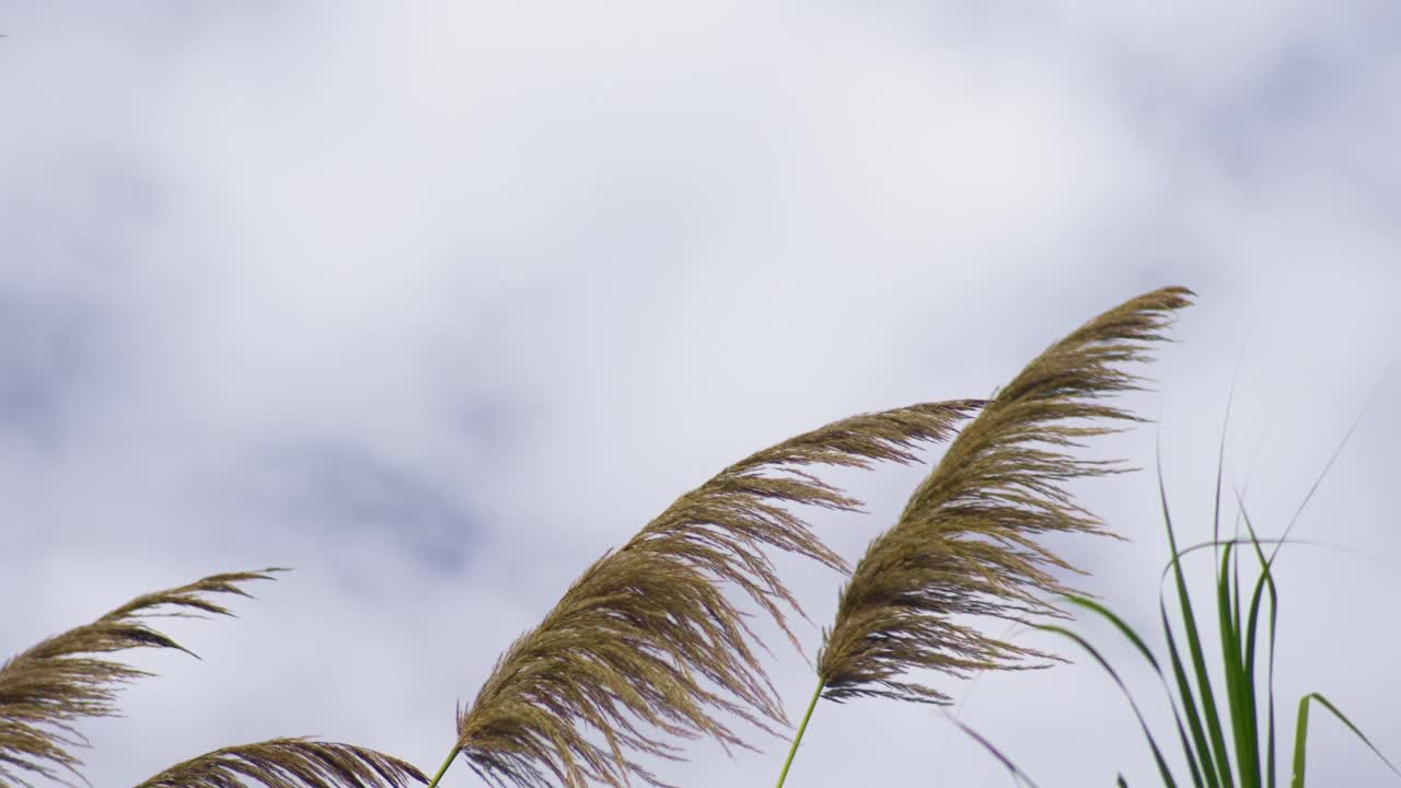 Brown pampas grass top in sunny blue sky blowing in the wind, slow mo