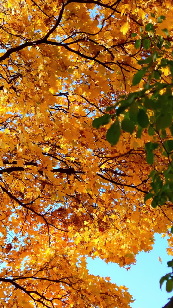 Autumn Tree Canopies