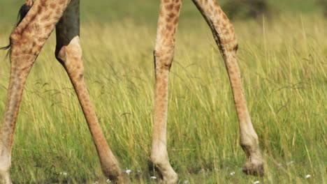 Toma-En-Cámara-Lenta-De-Jirafa-Cerrar-Detalle-De-Piernas-Caminando-En-Pastizales-De-Hierba-Alta-De-La-Sabana-Africana-Massai-Mara,-Reserva-Nacional,-Kenia,-Animales-De-Safari-Africano-En-Masai-Mara