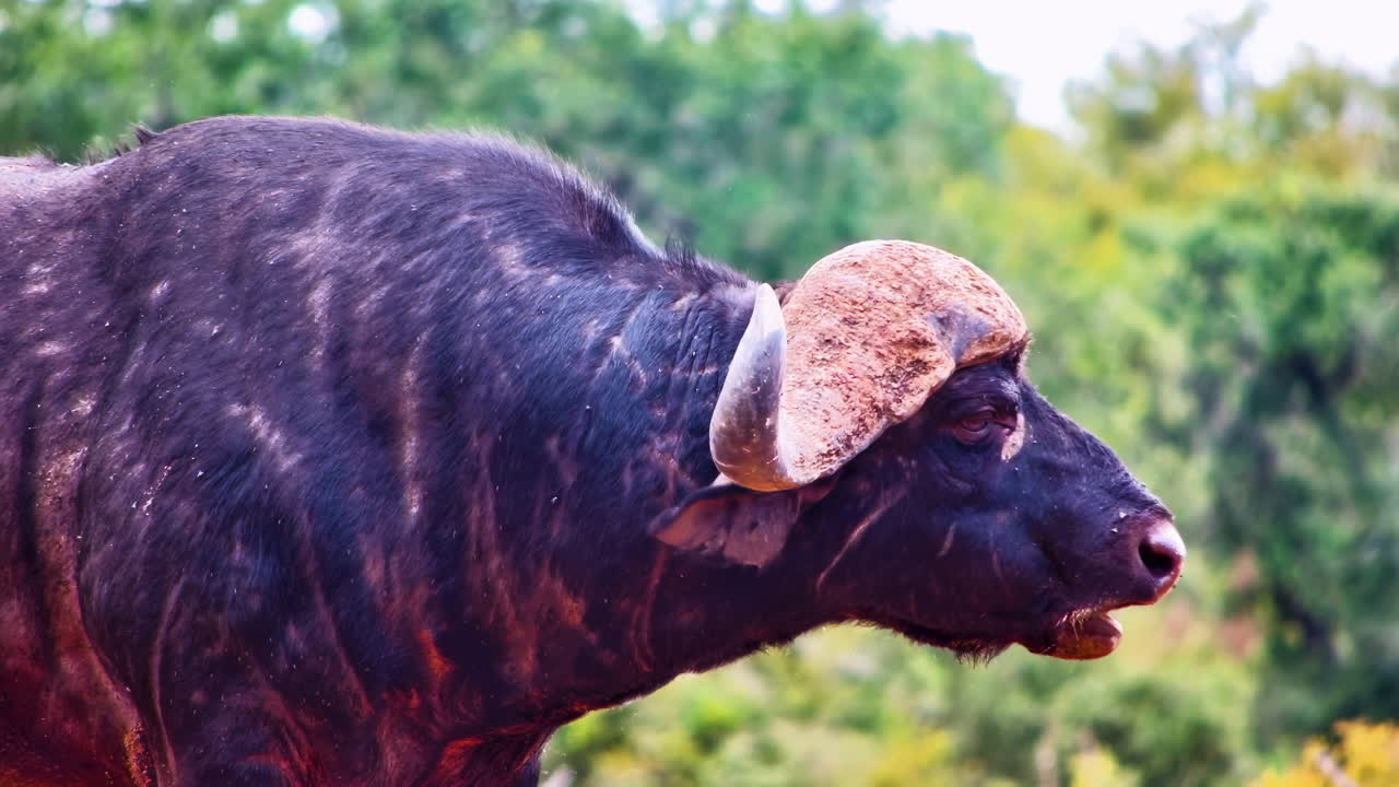 Perfil lateral de um búfalo-africano selvagem em pé na savana verde