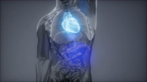 examen de radiología del corazón humano