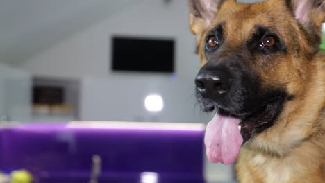 german shepherd grooming