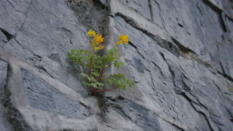 extreme close-up of wild yellow flowers emerging from a single crevice in a stone wall, capturing the vivid color and intricate leaf structure in contrast with the rough grey surface.