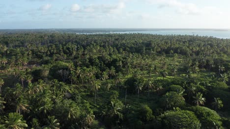 Insel-Tonga,-Polynesien