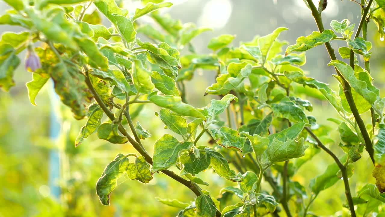 봄 물이 떨어지는 신선한 농장 녹색 식물 채소