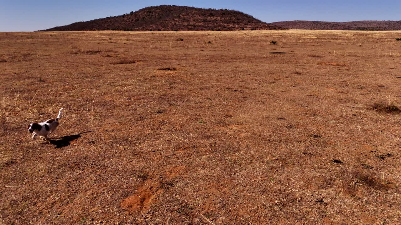 Cute dog catches ball mid-stride, kicking up red dust playfully