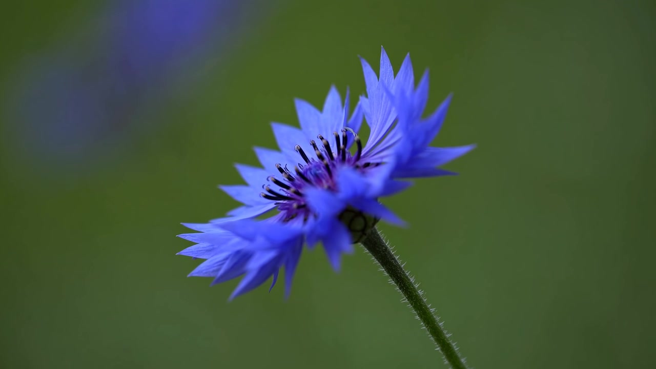 Satu Bunga Cornflower Biru Mekar di Taman
