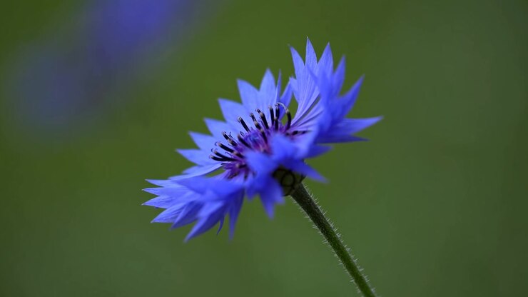 Fiordaliso blu solitario in fiore in un giardino